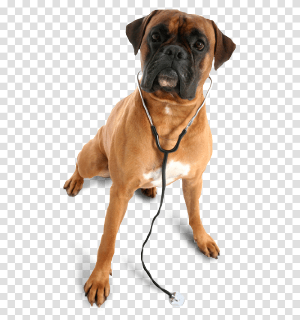 Dog In Chain Animal Vet, Boxer, Bulldog, Pet, Canine Transparent Png