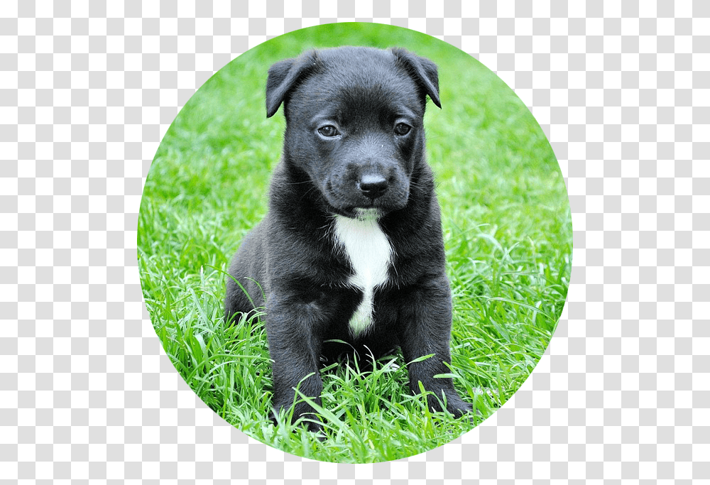 Dog In Grass, Pet, Animal, Canine, Mammal Transparent Png