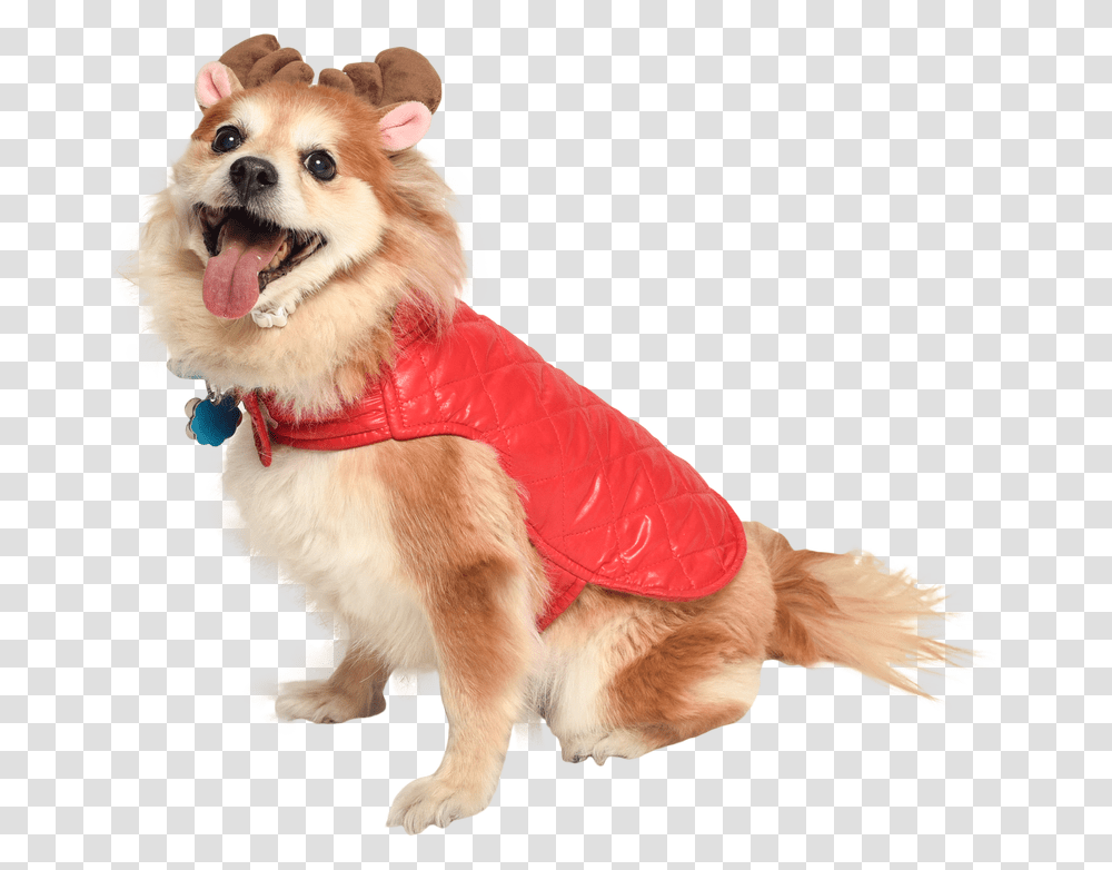 Dog In Holiday Jacket And Reindeer Antlers Cat In Santa Cut Out Dogs, Apparel, Pet, Canine Transparent Png