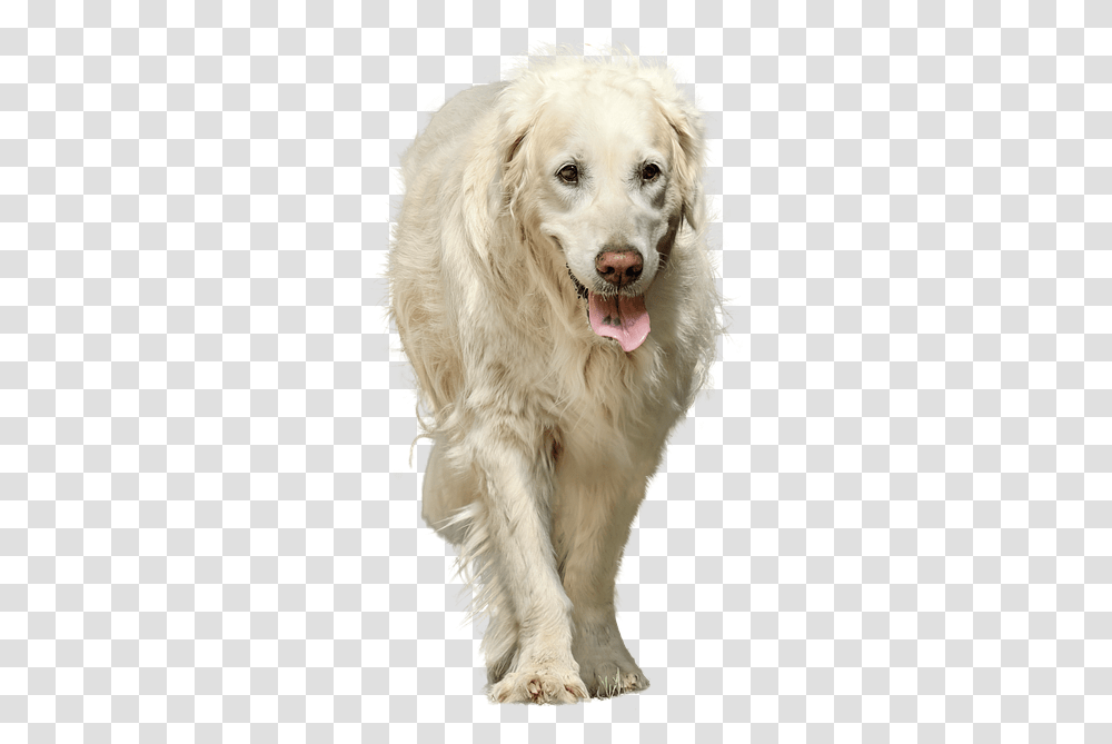 Dog Isolated, Pet, Canine, Animal, Mammal Transparent Png