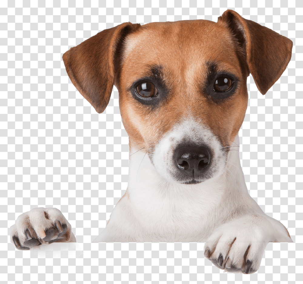 Dog Jack Russell Puppies Tan And White, Hound, Pet, Canine, Animal Transparent Png