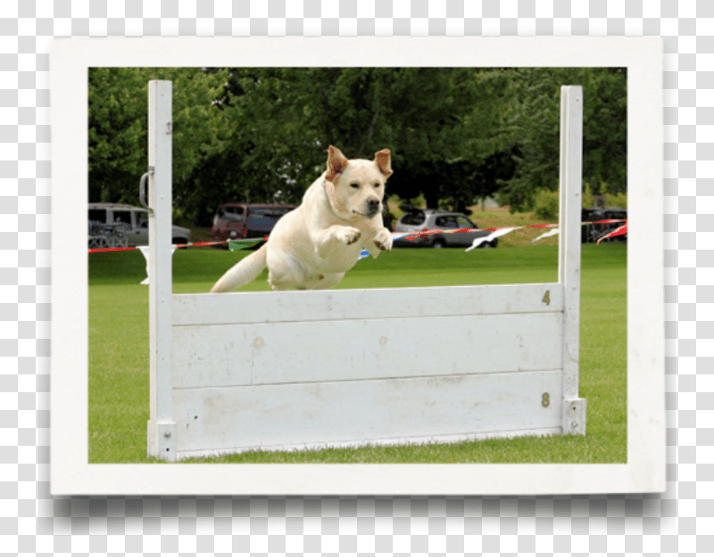 Dog Jumps, Pet, Canine, Animal, Mammal Transparent Png