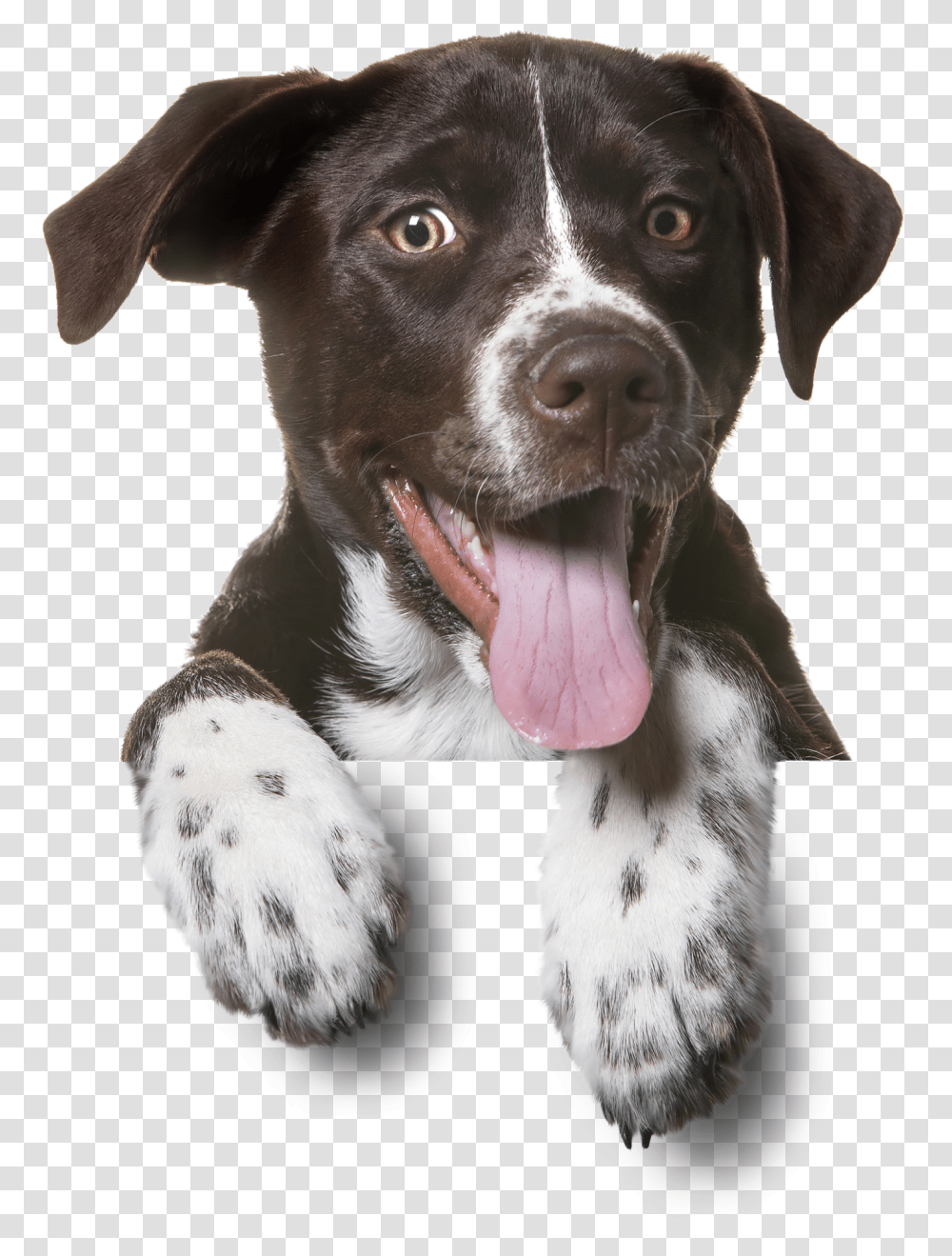 Dog, Labrador Retriever, Pet, Canine, Animal Transparent Png