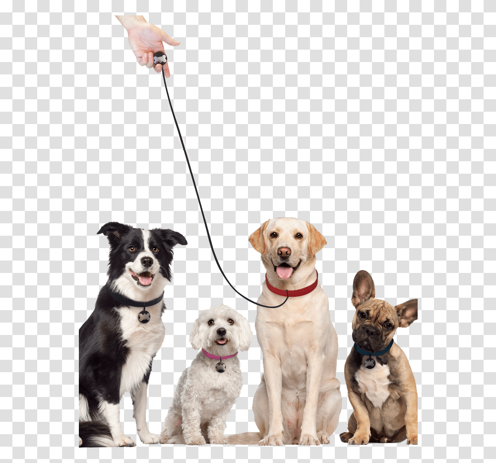 Dog Leash Labrador Retriever Background, Pet, Canine, Animal, Mammal Transparent Png