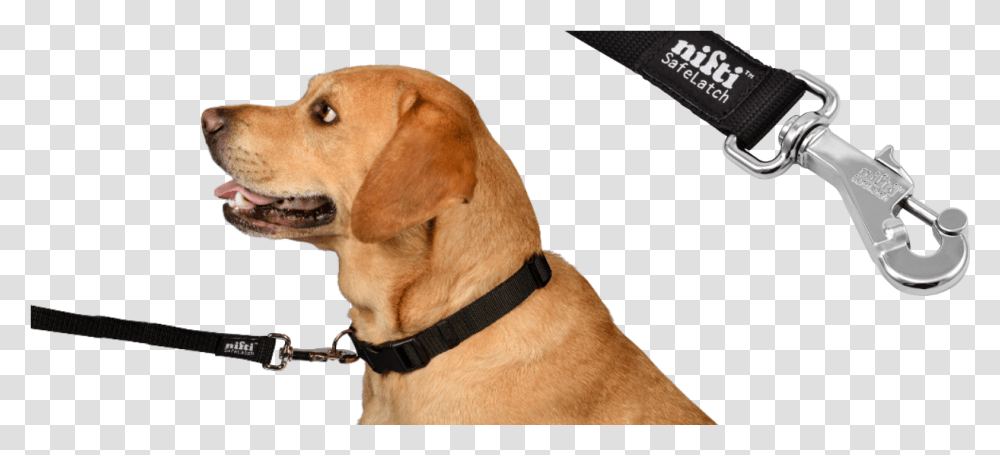 Dog Leash, Pet, Canine, Animal, Mammal Transparent Png