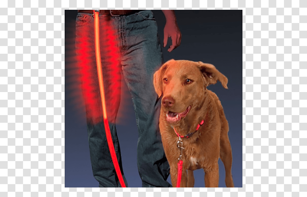 Dog Leash, Pet, Canine, Animal, Mammal Transparent Png