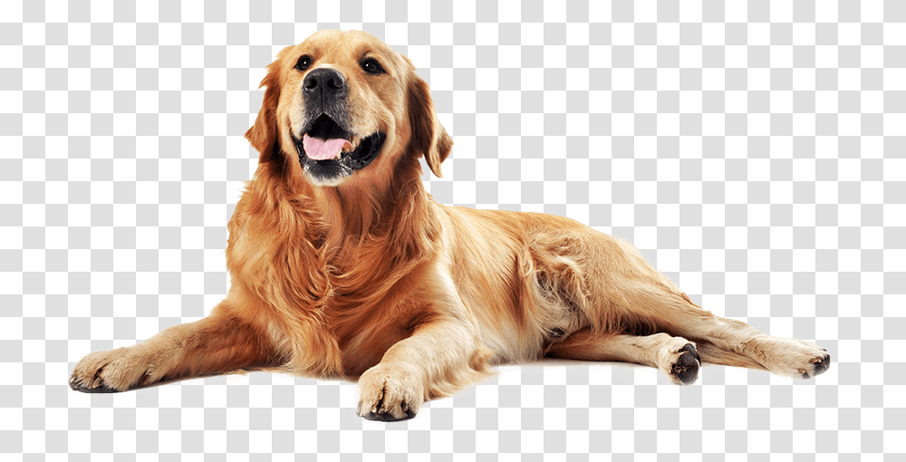 Dog Life Plano De Sade Animal Raised Outdoor Dog Bed, Golden Retriever, Pet, Canine, Mammal Transparent Png