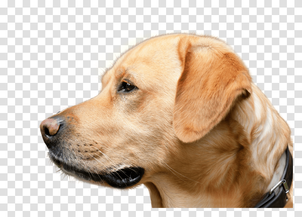 Dog Looking, Animals, Pet, Canine, Mammal Transparent Png