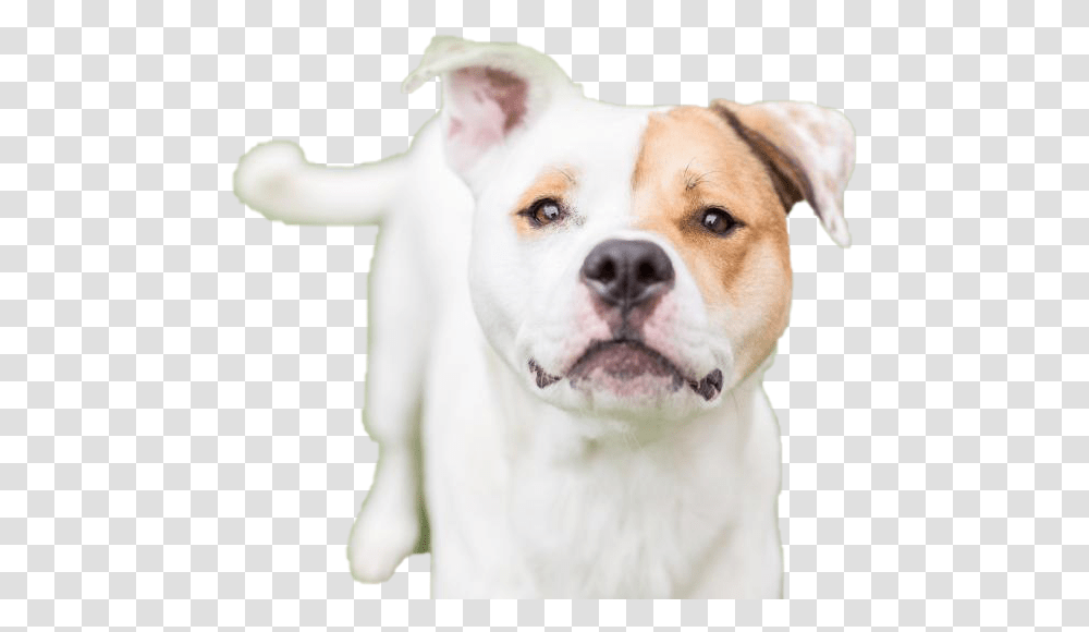 Dog Looking Hd White Staffy Red Eye Patches, Pet, Canine, Animal, Mammal Transparent Png