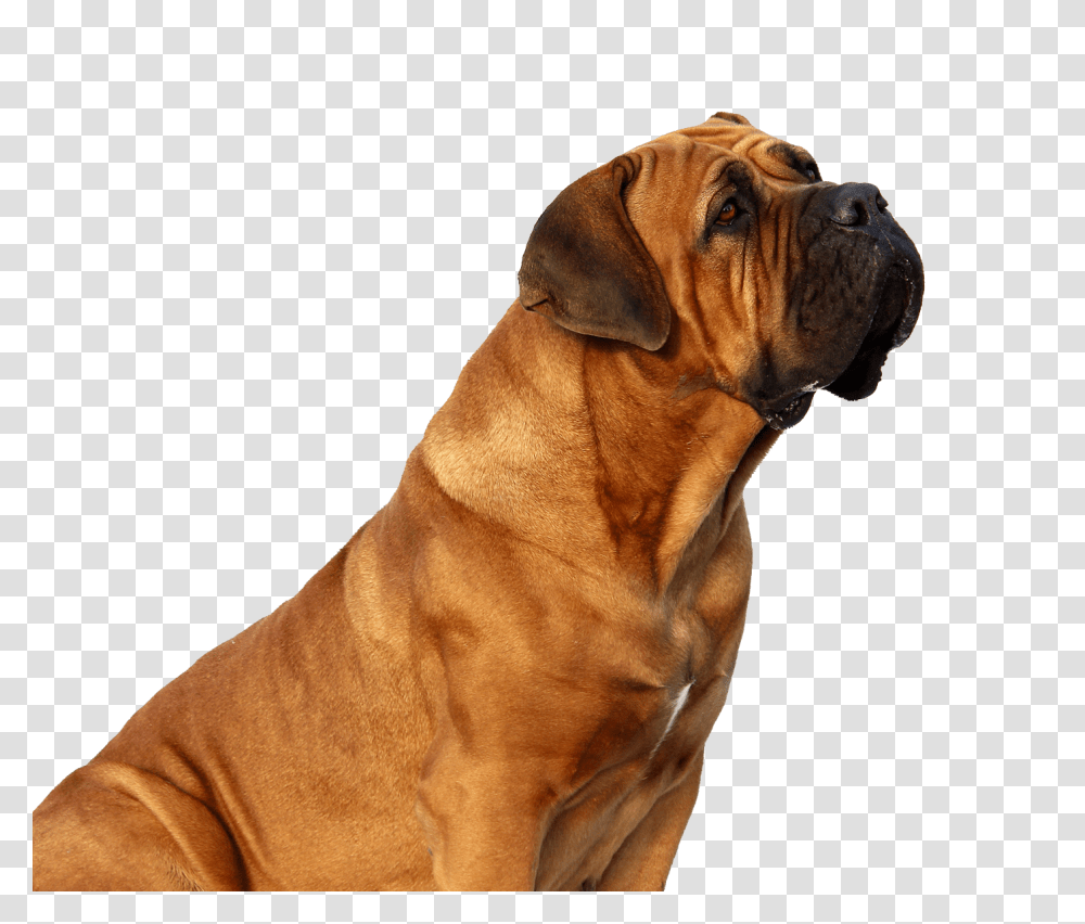Dog Looking Image, Animals, Boxer, Bulldog, Pet Transparent Png