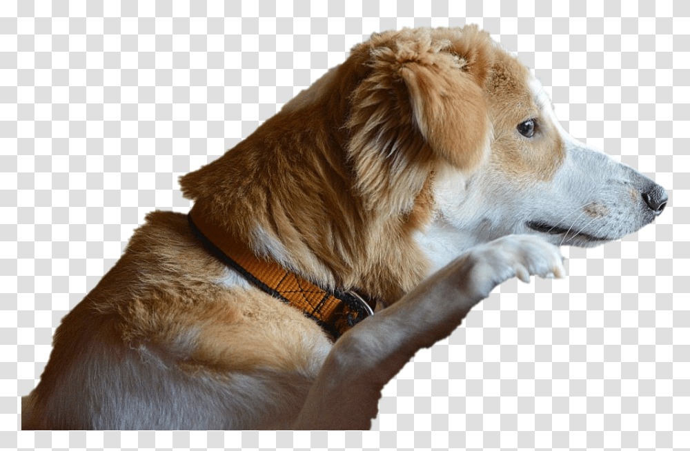 Dog Looking Melancholic Dog, Pet, Canine, Animal, Mammal Transparent Png