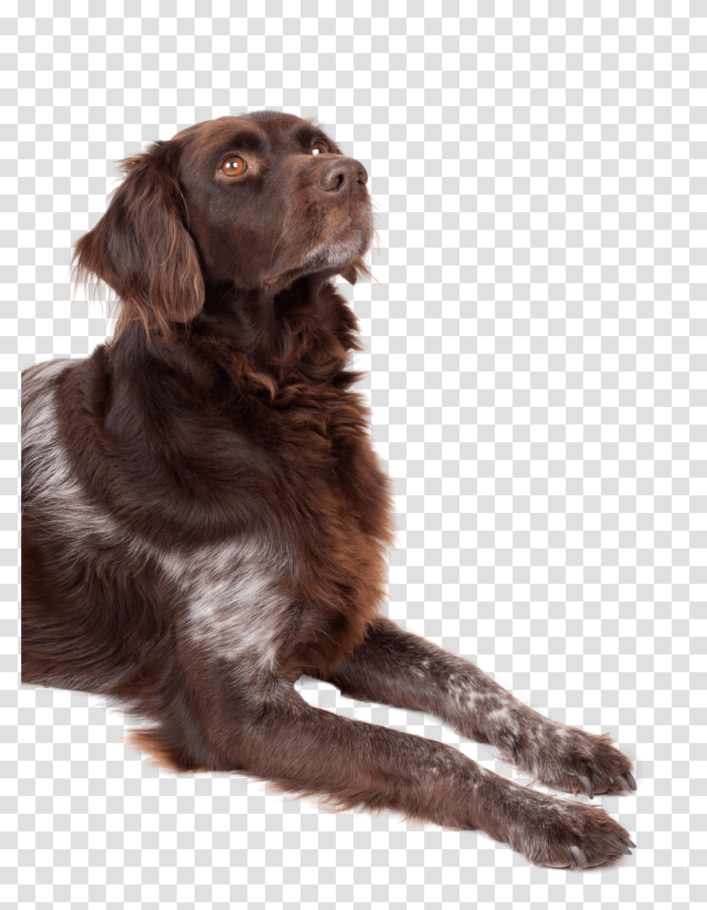 Dog Looking Up, Animals, Pet, Canine, Mammal Transparent Png