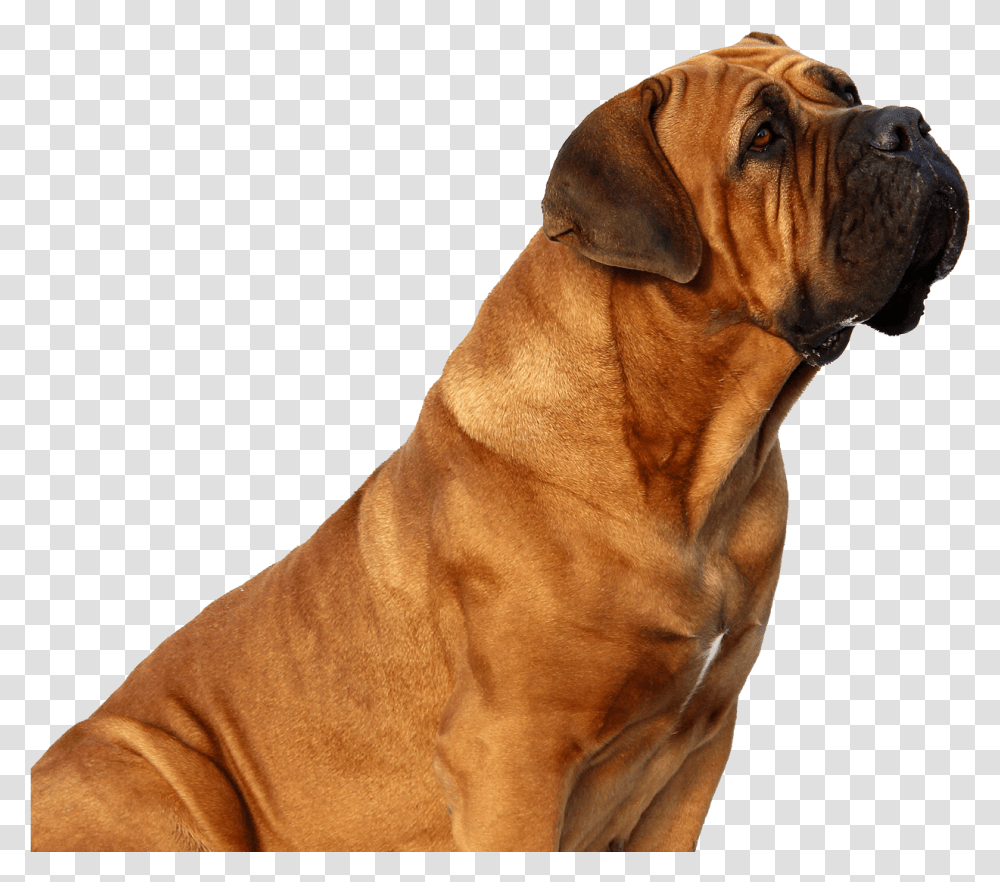 Dog Looking Up, Boxer, Bulldog, Pet, Canine Transparent Png
