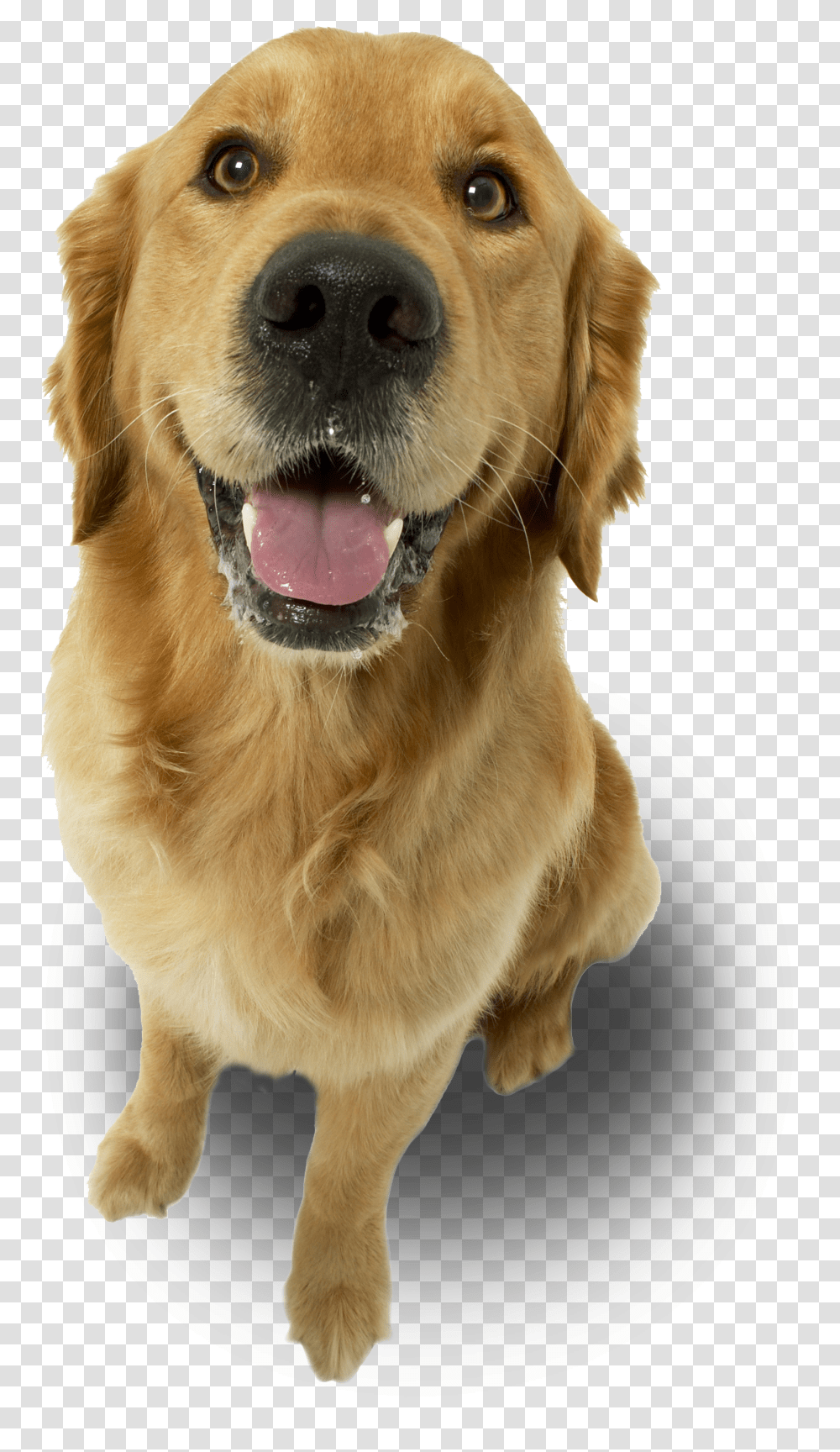 Dog Love My Golden Retriever Ornament Oval Full Size Imagens De Animais Para Final De Slide, Pet, Canine, Animal, Mammal Transparent Png