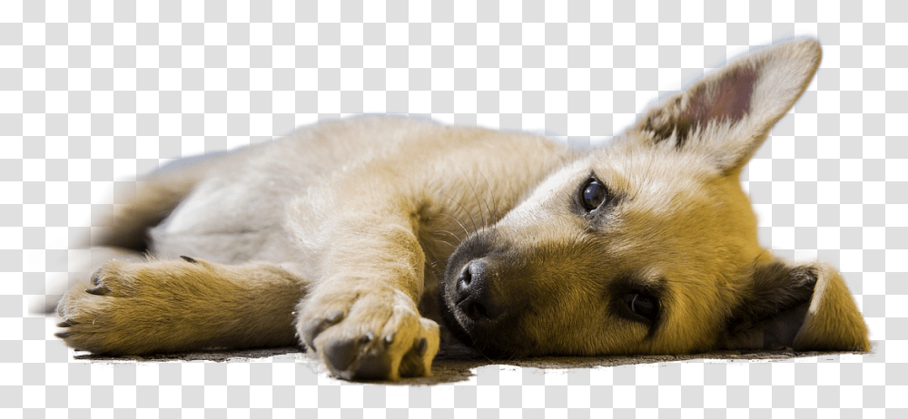 Dog Lying Down Looking Ill Super Super Cute Dogs, Pet, Canine, Animal, Mammal Transparent Png