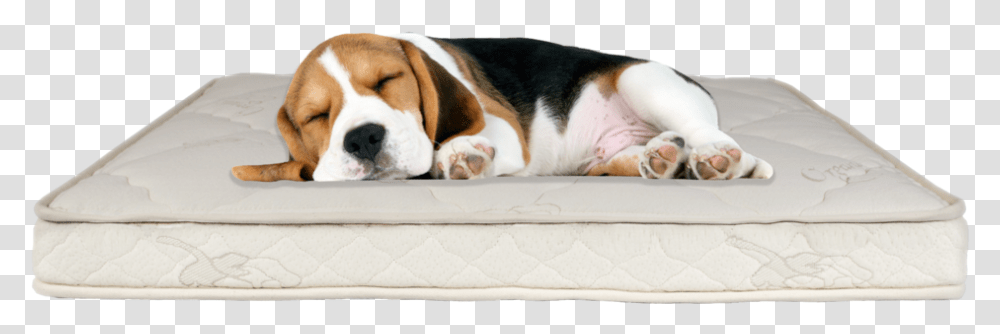 Dog Mattress Bed, Pet, Canine, Animal, Mammal Transparent Png