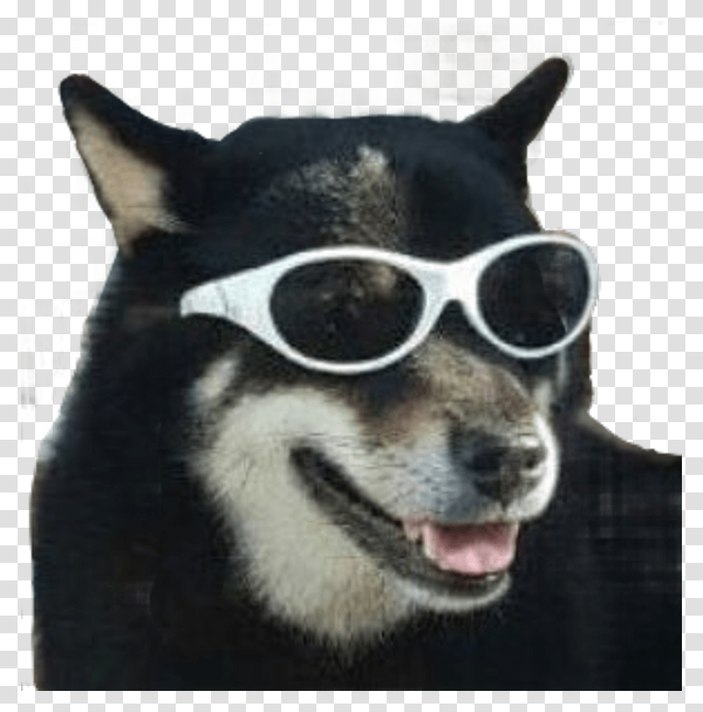 Dog Meme Funny Puppy Sunglasses Freetoedit Dog Meme, Accessories, Accessory, Goggles, Mammal Transparent Png