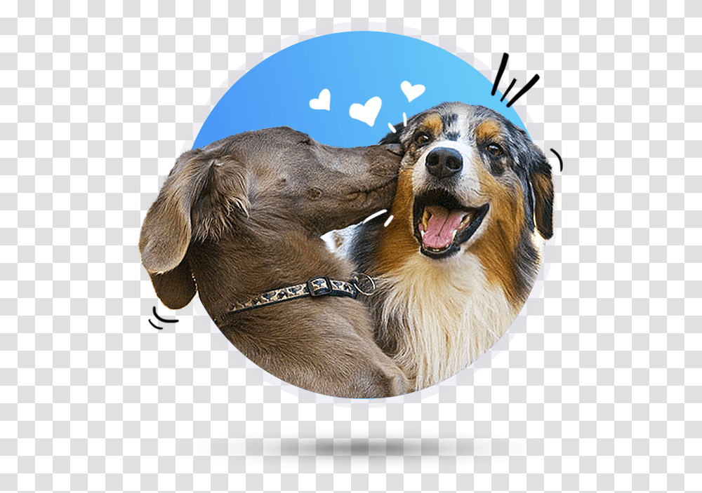 Dog Memes For Boyfriend, Pet, Canine, Animal, Mammal Transparent Png