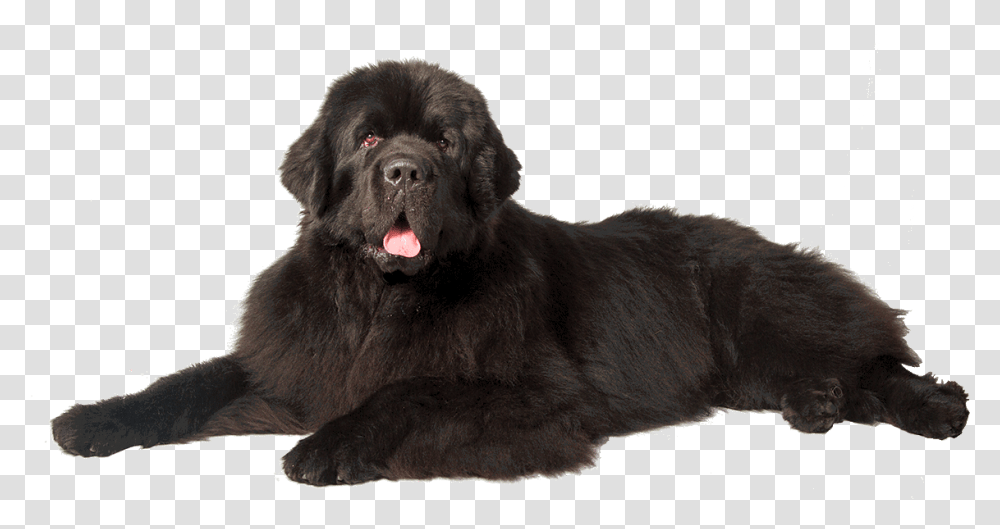 Dog Newfoundland Dog Background, Canine, Mammal, Animal, Pet Transparent Png