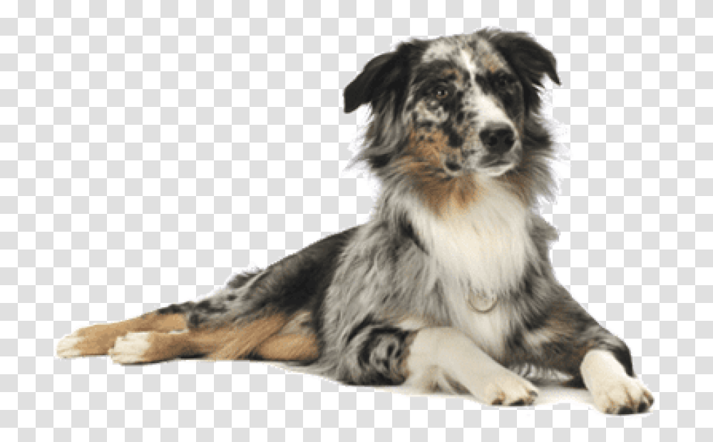 Dog On Background, Pet, Canine, Animal, Mammal Transparent Png