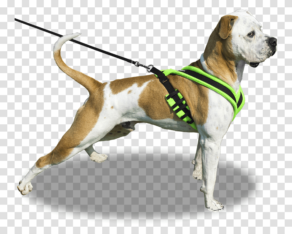 Dog On Leash Dog On Leash, Pet, Canine, Animal, Mammal Transparent Png
