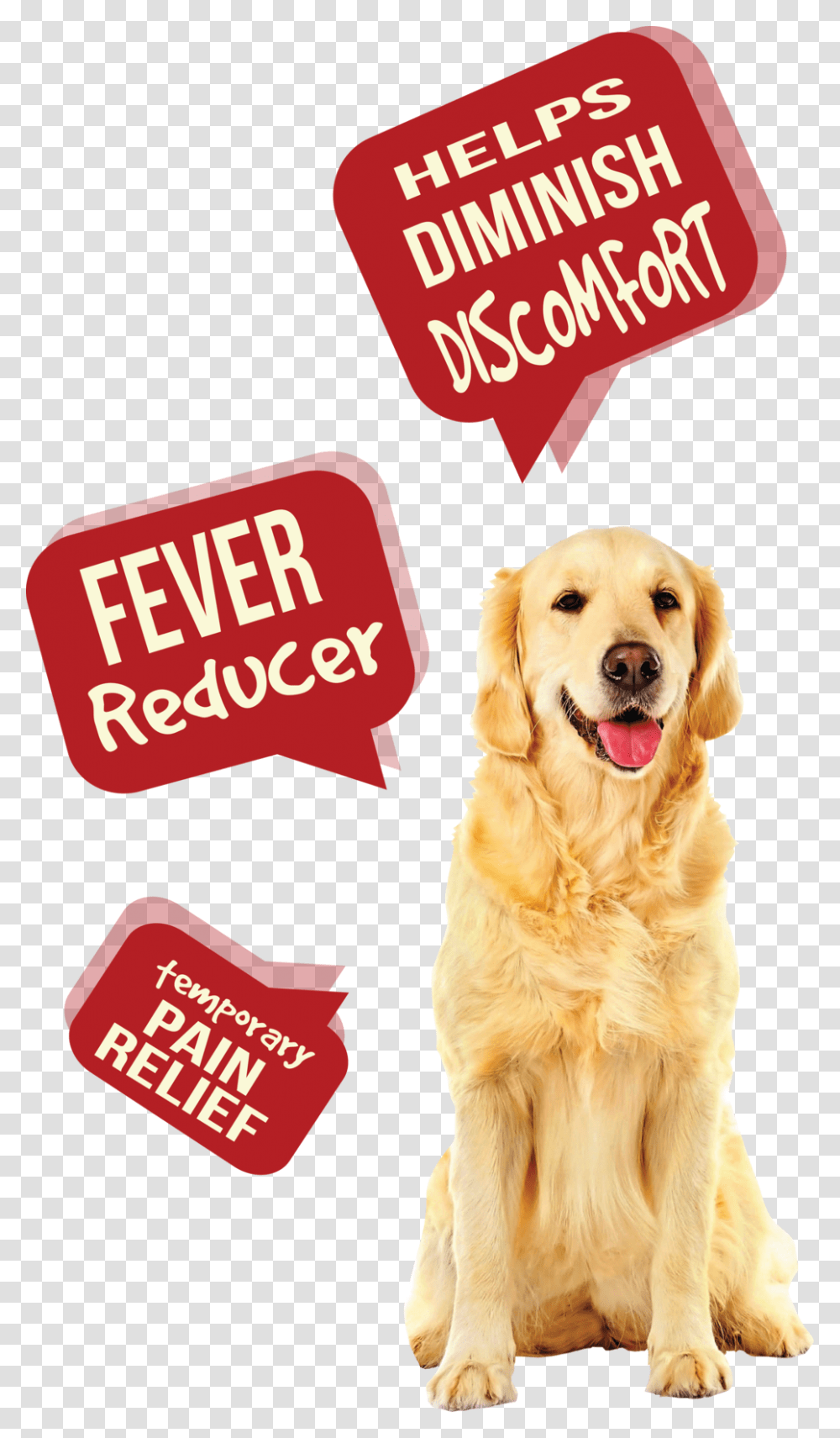 Dog Pain Aid R1 League Of Their Own Quotes, Golden Retriever, Pet, Canine, Animal Transparent Png