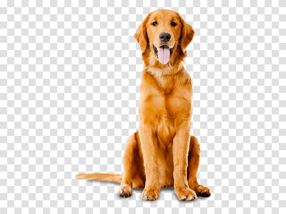 Dog Paw, Golden Retriever, Pet, Canine, Animal Transparent Png