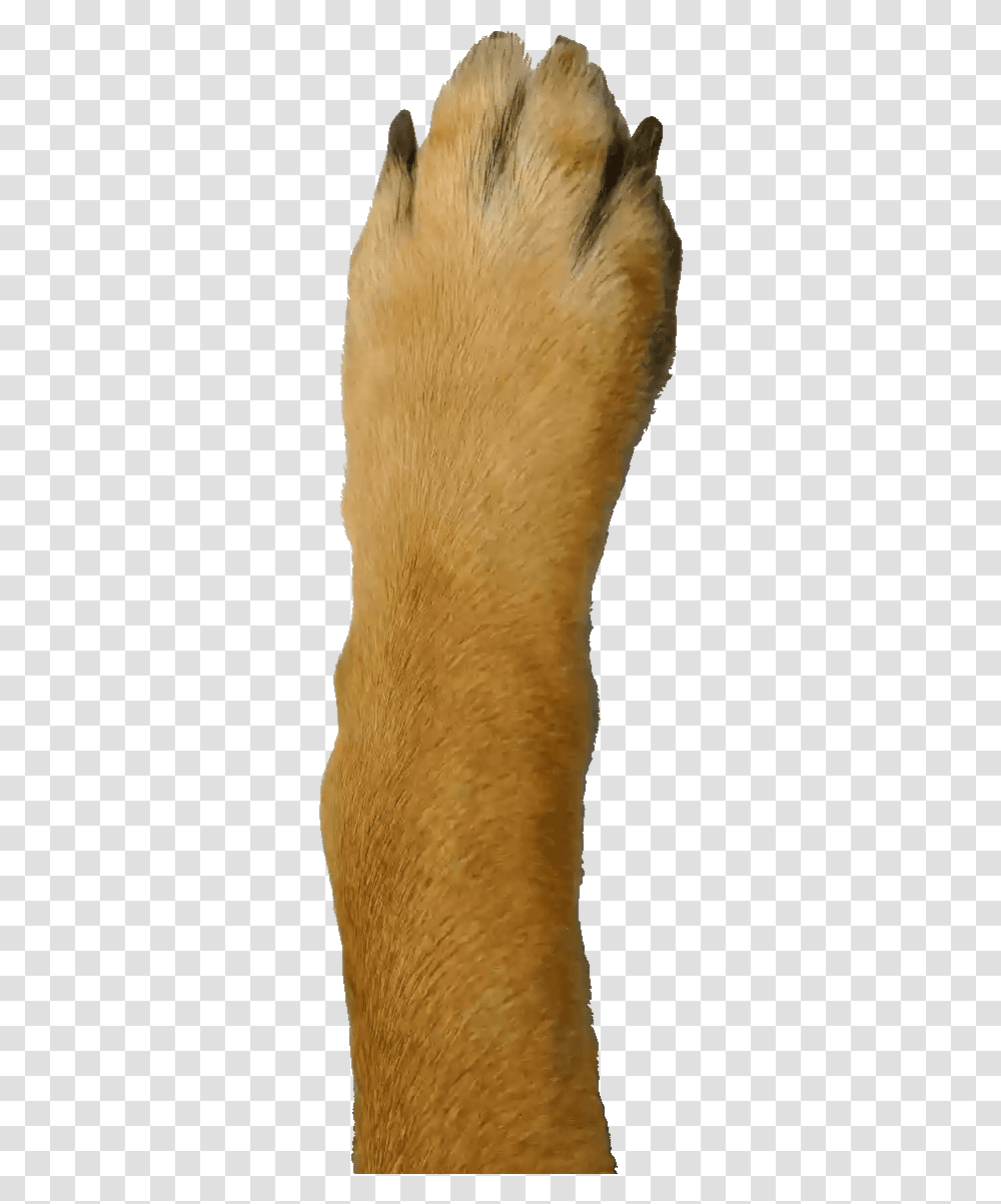 Dog Paw Google Phone Paw, Ankle, Heel, Hand, Beak Transparent Png
