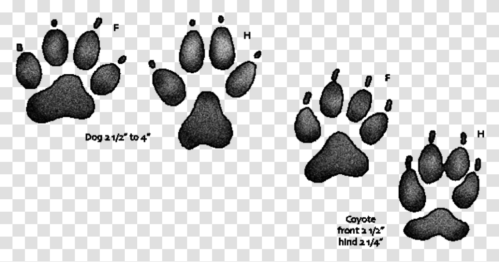 Dog Paw Prints Coyote Paw Compared To Dog Paw Transparent Png