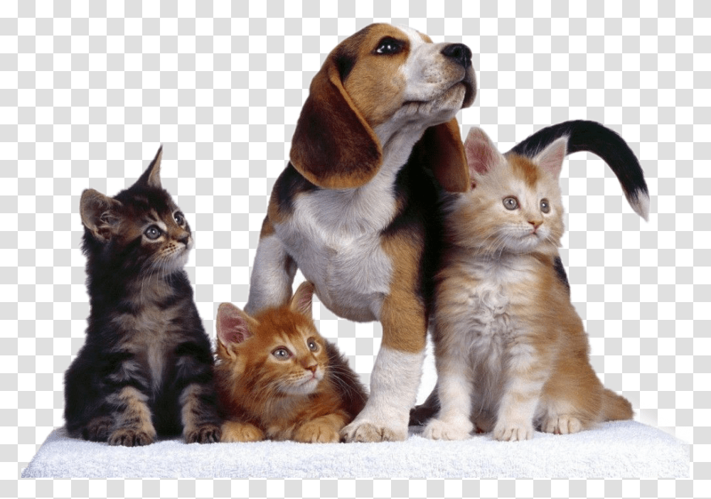 Dog Perros Gatos Cat Mascotas Perros Perros Y Gatos, Pet, Animal, Kitten, Mammal Transparent Png