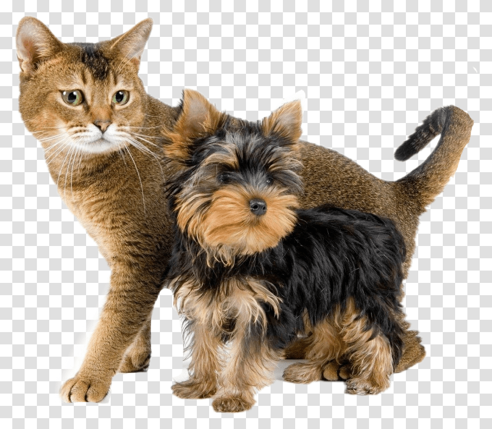 Dog Perros Gatos Cat Mascotas Yorkshire Terrier And Cat, Pet, Animal, Mammal, Canine Transparent Png
