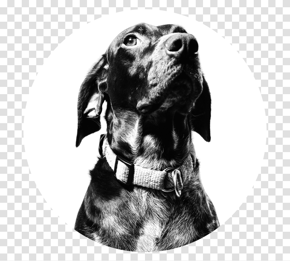 Dog Pet Adoption Concept Dribbble, Canine, Animal, Mammal, Labrador Retriever Transparent Png
