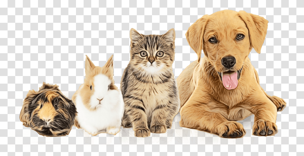 Dog Pet Adoption Prince William County Animal Shelter Animal Pictures With Backgrounds, Tiger, Wildlife, Mammal, Canine Transparent Png