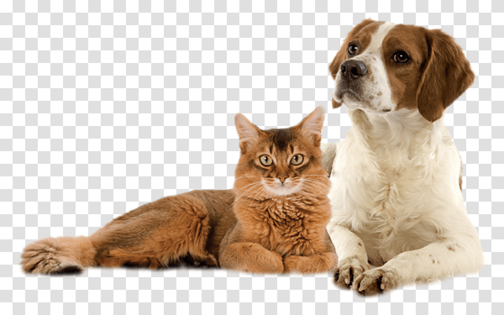 Dog, Pet, Canine, Animal, Mammal Transparent Png