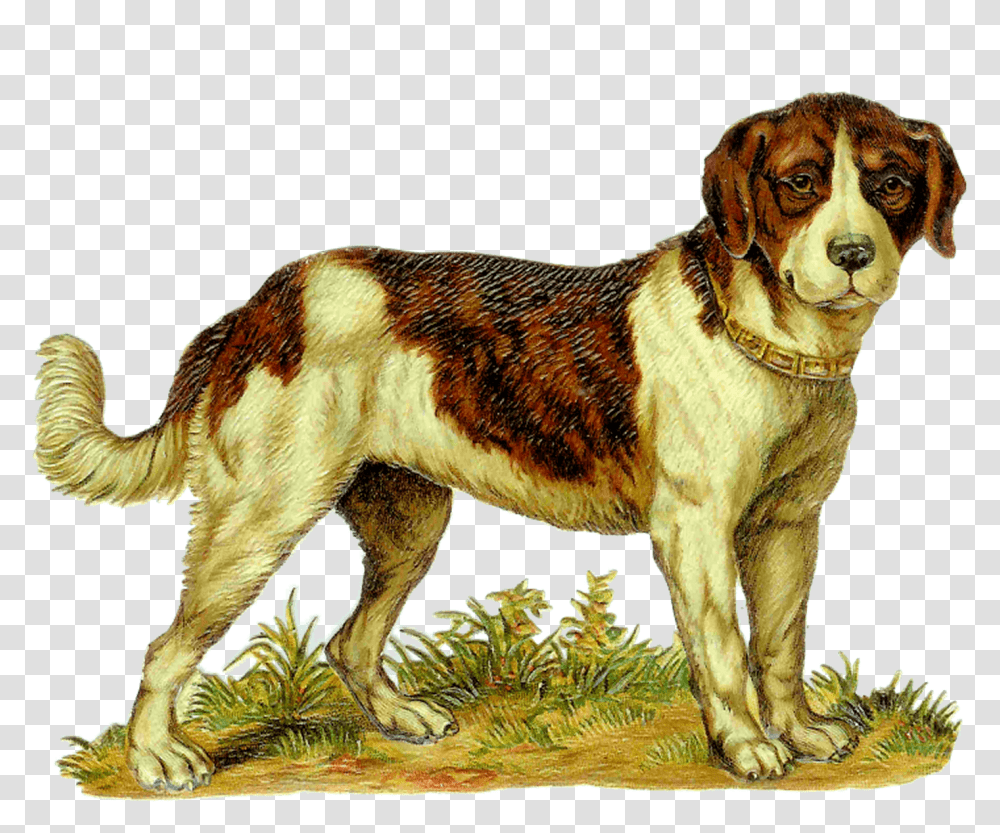 Dog, Pet, Canine, Animal, Mammal Transparent Png