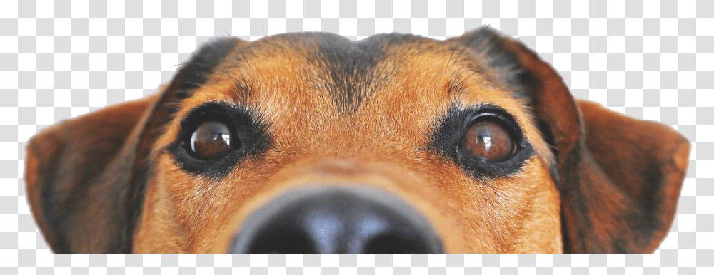 Dog, Pet, Canine, Animal, Mammal Transparent Png