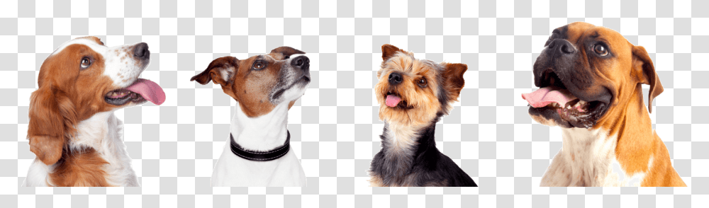 Dog, Pet, Canine, Animal, Mammal Transparent Png