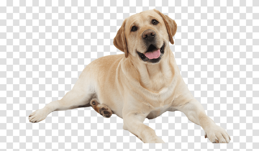 Dog, Pet, Canine, Animal, Mammal Transparent Png