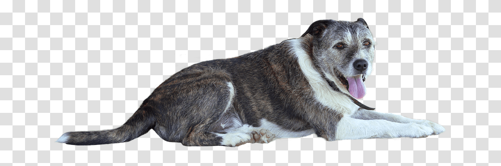 Dog, Pet, Canine, Animal, Mammal Transparent Png