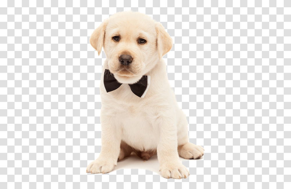 Dog, Pet, Canine, Animal, Mammal Transparent Png