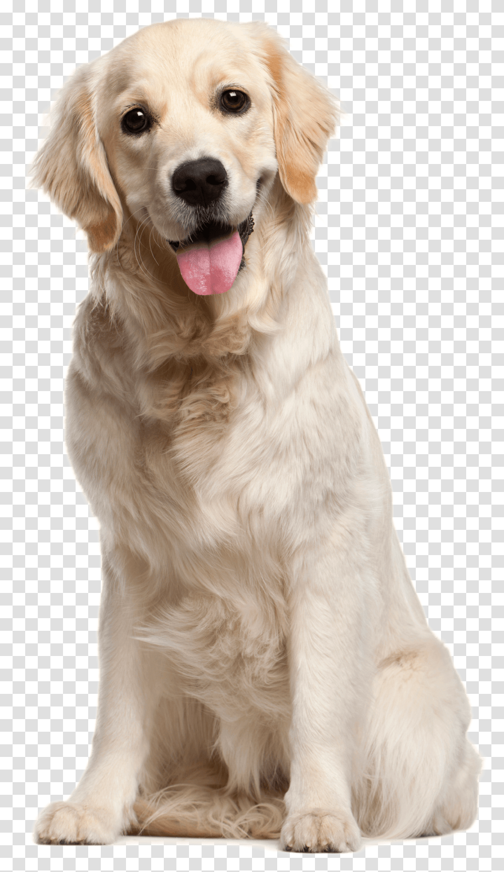 Dog, Pet, Canine, Animal, Mammal Transparent Png