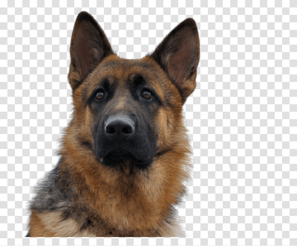 Dog, Pet, Canine, Animal, Mammal Transparent Png