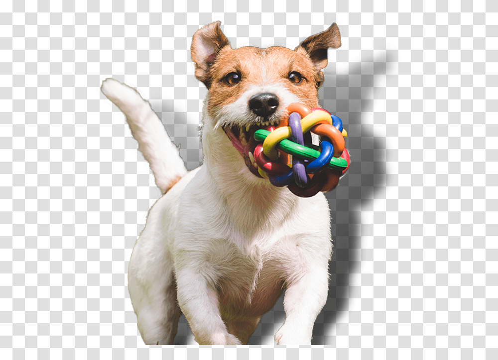 Dog, Pet, Canine, Animal, Mammal Transparent Png