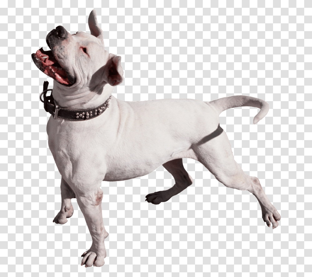 Dog, Pet, Canine, Animal, Mammal Transparent Png