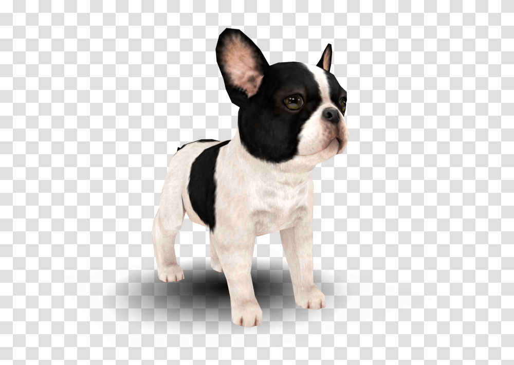 Dog, Pet, Canine, Animal Transparent Png