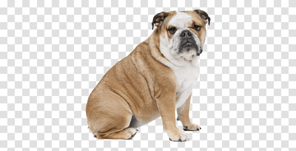 Dog, Pet, Canine, Animal Transparent Png