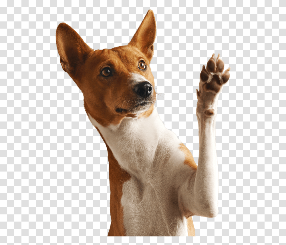 Dog Pet Dog Paw In Air, Canine, Animal, Mammal, Strap Transparent Png