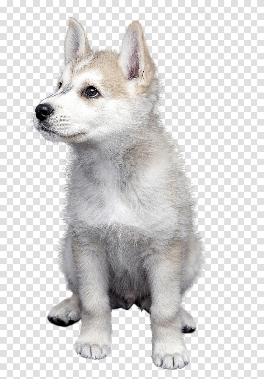 Dog Pet Isolated Animal Friendship Trust Puppiesdog Puppies, Mammal, Canine, Cat, Puppy Transparent Png