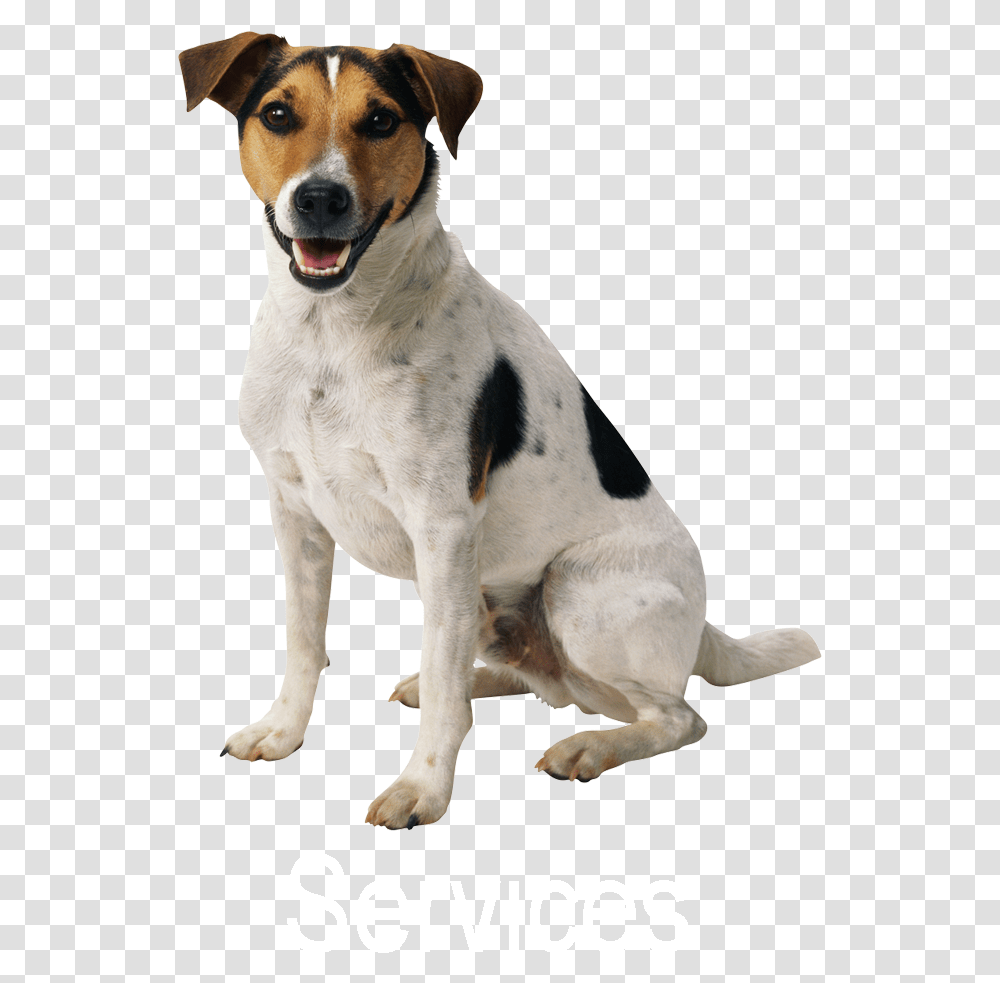 Dog Pet Sitting Puppy Cat Sitting Dog Background, Canine, Animal, Mammal, Hound Transparent Png