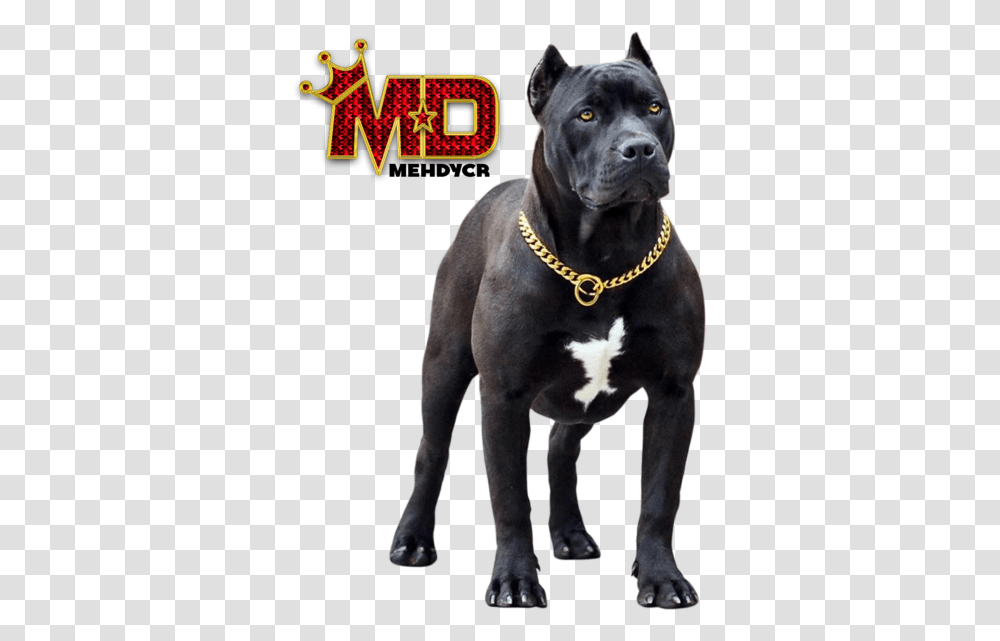 Dog Pitbull With Gold Chain Black Pitbull Dog, Pet, Canine, Animal, Mammal Transparent Png